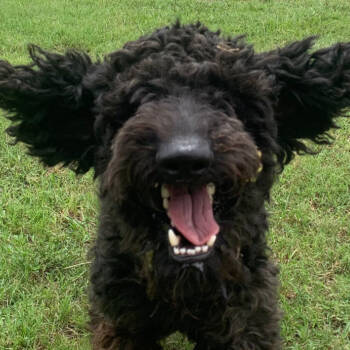 Rescue Standard Poodle Dogs for Adoption in Indiantown, Florida - ENZO | PetCurious