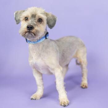 Bolt -  Lhasa Apso Dog for Adoption in Portland, Oregon - Bolt | PetCurious