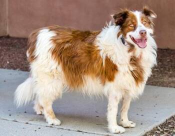Bonita -  Mixed Breed Dog for Adoption in Longmont, Colorado - Bonita | PetCurious