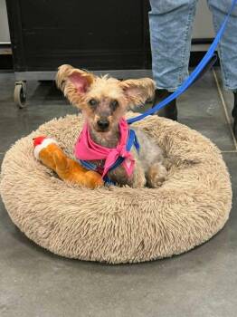 Yorkshire Terrier Dogs Available for Adoption in Whitewater, Wisconsin - Macie | PetCurious