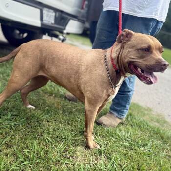 D-it -  Mixed Breed Dog for Adoption in Corinth, Mississippi - D-it | PetCurious