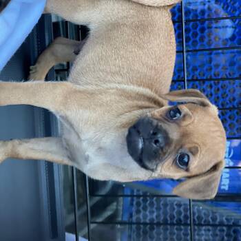 Rescue Pug and Miniature Pinscher Dogs for Adoption in Hawthorne, California - Markee | PetCurious