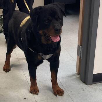 Rottweiler Dogs Available for Adoption in Philadelphia, Pennsylvania - Kobby | PetCurious