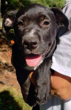 Diana -  Terrier Dog for Adoption in Whitestown, Indiana - Diana | PetCurious