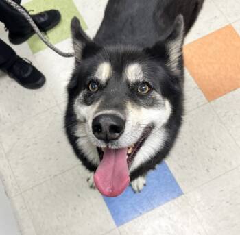 Rescue Alaskan Malamute and Shepherd Dogs for Adoption in Sioux City, Iowa - Oakley | PetCurious