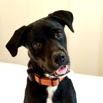 Desi BIG LUV -  Rottweiler Dog for Adoption in Mettawa, Illinois - Desi BIG LUV | PetCurious
