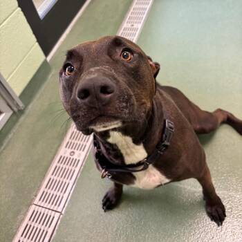 Max -  English Bulldog and Mixed Breed Dog for Adoption in West Palm Beach, Florida - Max | PetCurious