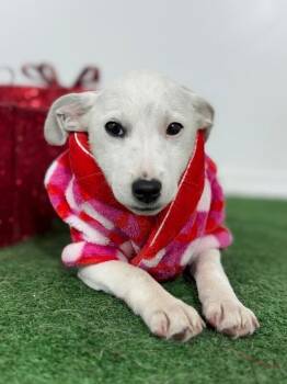 Chihuahua and Parson Russell Terrier Dogs Available for Adoption - Donny | PetCurious