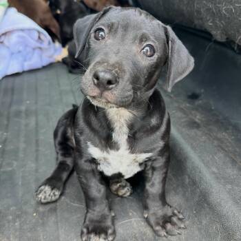 Mixed Breed Dogs Available for Adoption in Columbiana, Alabama - Havoc | PetCurious
