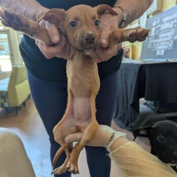 Mrs. Peacock -  Mixed Breed Dog for Adoption in Lynchburg, Virginia - Mrs. Peacock | PetCurious