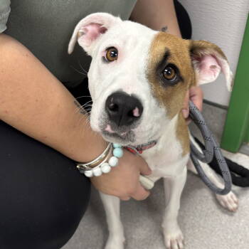 Rescue Terrier and Beagle Dogs for Adoption in Washington, District Of Columbia - Penny | PetCurious