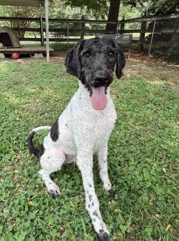 Moo -  Poodle Dog Available for Adoption in Rossville, Tennessee - Moo | PetCurious