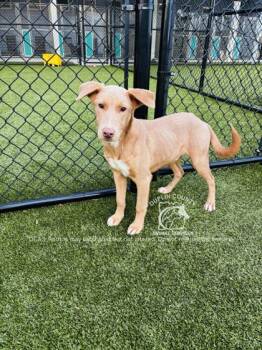 Rescue Mixed Breed Dogs for Adoption in Kenansville, North Carolina - MICAH | PetCurious