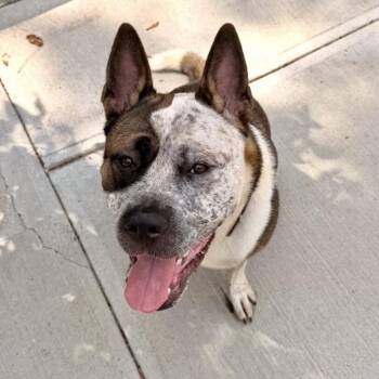 Apollo -  Mixed Breed Dog for Adoption in New York, New York - Apollo | PetCurious