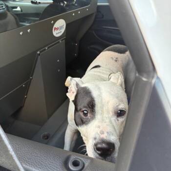 Issac -  Mixed Breed Dog for Adoption in Philadelphia, Pennsylvania - Issac | PetCurious