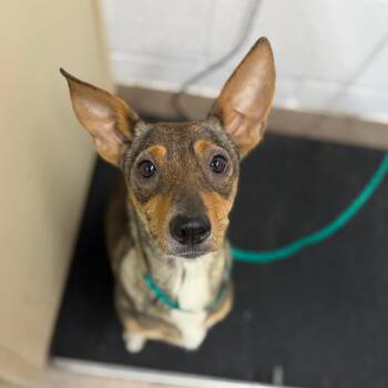 Lyla -  Mixed Breed Dog for Adoption in Ardmore, Oklahoma - Lyla | PetCurious