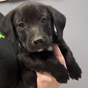 Rip -  Retriever Dog for Adoption in Waxhaw, North Carolina - Rip | PetCurious