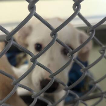 Sabrina -  Labrador Retriever and Mixed Breed Dog for Adoption in Charlottesville, Virginia - Sabrina | PetCurious