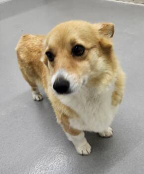 Flicker -  Corgi Dog Available for Adoption in Medford, Wisconsin - Flicker | PetCurious