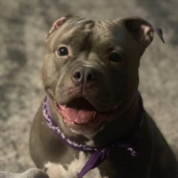 Rescue Pit Bull Terrier Dogs for Adoption in Ferndale, Washington - Phoenix | PetCurious