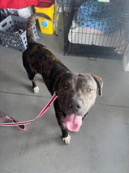 Diesel -  Terrier Dog for Adoption in Hartford City, Indiana - Diesel | PetCurious