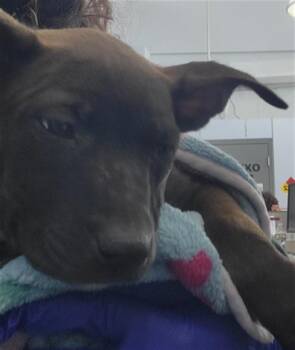 Rescue Mixed Breed Dogs for Adoption in Dallas, Texas - ELSA | PetCurious