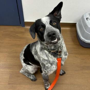 Australian Cattle Dog Blue Heeler and Mixed Breed Dogs Available for Adoption in Beaumont, Texas - Marlow | PetCurious
