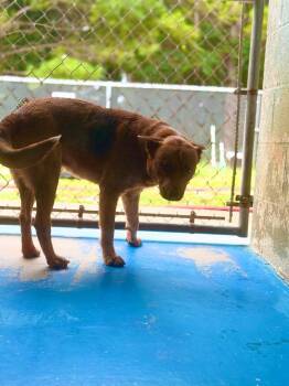 Buck -  Cattle Dog Dog for Adoption in Danielsville, Georgia - Buck | PetCurious