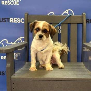 Shih Tzu Dogs Available for Adoption - PUDDIN