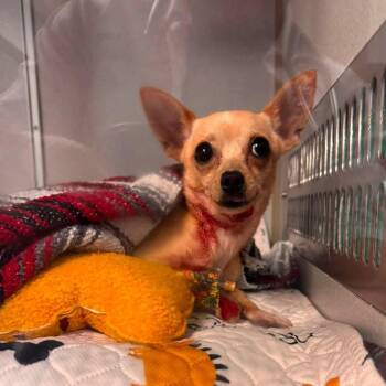 Noel -  Chihuahua Dog for Adoption in Allen, Texas - Noel | PetCurious