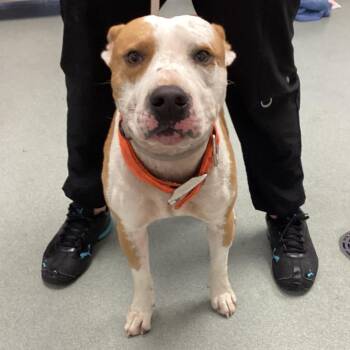 Dobby -  Terrier Dog for Adoption in Abilene, Texas - Dobby | PetCurious
