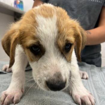 Rolling Hills -  Great Pyrenees and Mixed Breed Dog for Adoption in Corpus Christi, Texas - Rolling Hills | PetCurious