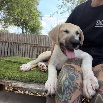 Oskar -  Mastiff Dog for Adoption in Austin, Texas - Oskar | PetCurious