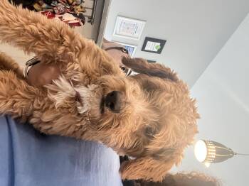 Goldendoodle Dogs Available for Adoption in Medford Lakes, New Jersey - Cannoli | PetCurious