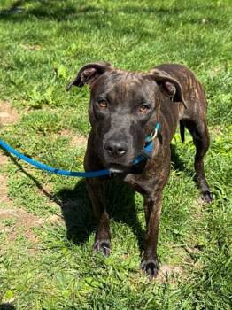 Pit Bull Terrier Dogs Available for Adoption in Springfield, Illinois - Leah | PetCurious