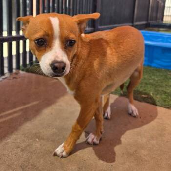 Chihuahua Dogs Available for Adoption - Encarnacion | PetCurious