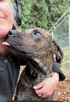 Philo -  Labrador Retriever and Mastiff Dog for Adoption in Bothell, Washington - Philo | PetCurious