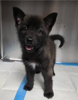 German Shepherd Dog Dogs Available for Adoption in Sedalia, Colorado - Lasagna | PetCurious