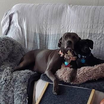 Trinity -  Pit Bull Terrier and Weimaraner Dog for Adoption in Dallas, Texas - Trinity | PetCurious