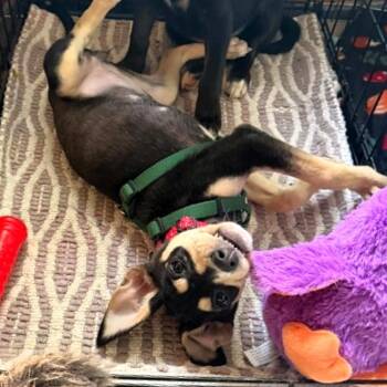 Indianapolis -  Labrador Retriever and Border Collie Dog for Adoption in Michigan City, Indiana - Indianapolis | PetCurious