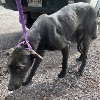 Rescue Mixed Breed and Black Labrador Retriever Dogs for Adoption in Ferndale, Washington - Juniper | PetCurious