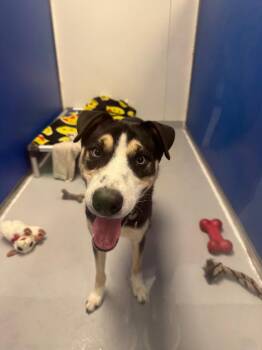 Husky and Labrador Retriever Dogs Available for Adoption in New Kensington, Pennsylvania - Oliver | PetCurious