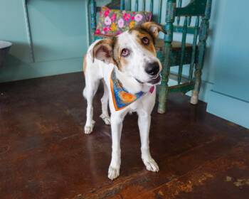 Layla -  Anatolian Shepherd Dog for Adoption in San Antonio, Texas - Layla | PetCurious