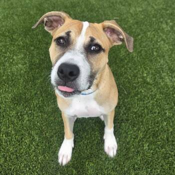 Sumo -  Mixed Breed Dog for Adoption in Bradenton, Florida - Sumo | PetCurious