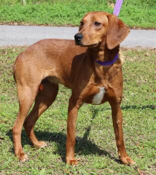 Vizsla and Redbone Coonhound Dogs Available for Adoption - Rosie 43219 | PetCurious