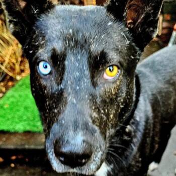 Husky and Pit Bull Terrier Dogs Available for Adoption in Pine Mountain Club, California - Amazing Jett! | PetCurious