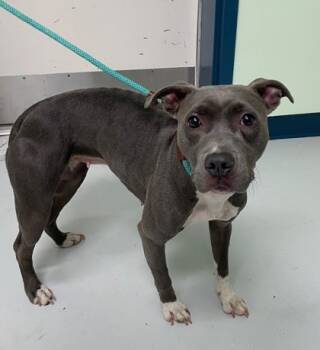 Rescue Pit Bull Terrier and Mixed Breed Dogs for Adoption in Savannah, Georgia - Lynox | PetCurious