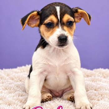 Gidget -  Rat Terrier Dog for Adoption in Mazon, Illinois - Gidget | PetCurious