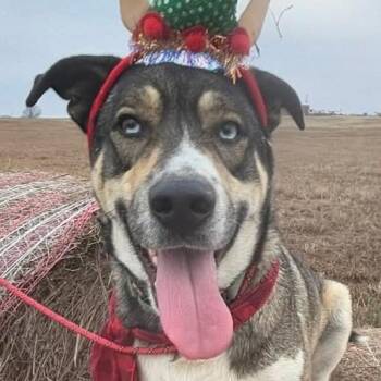 Blue -  Mixed Breed Dog for Adoption in Madison, Wisconsin - Blue | PetCurious