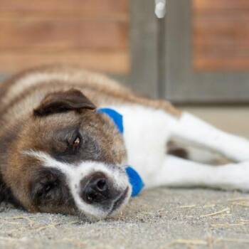 Ivan -  Siberian Husky and German Shepherd Dog Dog for Adoption in Bakersfield, California - Ivan | PetCurious
